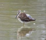 LONG-BILLED DOWITCHER . THE RIPARIAN PRESERVE . GILBERT . ARIZONA . USA . 23.3.24..jpg