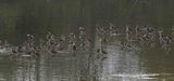 LONG-BILLED DOWITCHER . THE RIPARIAN PRESERVE . GILBERT . ARIZONA . USA . 23.3.24.jpg