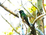 MAGNIFICENT HUMMINGBIRD . THE SANTA RITA LODGE . ARIZONA . USA . 18.3.24.jpg