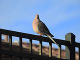 MOURNING DOVE . LAYTON LAKES PARK . GILBERT . ARIZONA . USA . 18 . 3 . 24.jpg