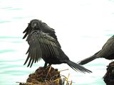 NEOTROPIC CORMORANT . THE RIPARIAN PRESERVE . GILBERT . ARIZONA . USA . 23.3.24 ..jpg