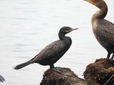 NEOTROPIC CORMORANT . THE RIPARIAN PRESERVE . GILBERT . ARIZONA . USA . 23.3.24.jpg
