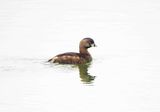 PIED-BILLED GREBE . THE RIPARIAN PRESERVE . GILBERT . ARIZONA . USA . 23.3.24.jpg
