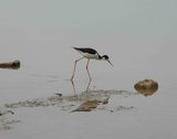 BLACK-NECKED STILT . THE RIPARIAN PRESERVE . GILBERT . ARIZONA . USA . 23.3.24.jpg