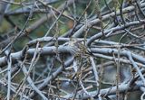 PINE SISKIN . THE SANTA RITA LODGE . ARIZONA . USA . 19.3.24..jpg