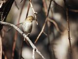 PINE SISKIN . THE SANTA RITA LODGE . ARIZONA . USA . 19.3.24.jpg