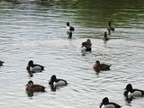 RING-NECKED DUCK . THE RIPARIAN PRESERVE . GILBERT . ARIZON . USA . 23.3.24.jpg