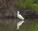 SNOWY EGRET . THE RIPARIAN PRESERVE . GILBERT . ARIZONA . USA . 23.3.24.jpg