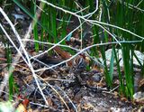 SONG SPARROW . SWEETWATER . TUCSON . ARIZONA . USA . 19.3.24.jpg