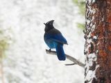 STELLER`S JAY . ELK MEADOW COTTAGE . ARIZONA . USA . 16 . 3 . 24.jpg