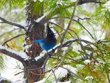 STELLER`S JAY . ELK MEADOW COTTAGE . PARK . ARIZONA . 16.3.24.jpg