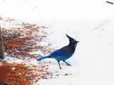 STELLER`S JAY . ELK MEADOW COTTAGE . PARK . ARIZONA . USA . 17.3.24.jpg