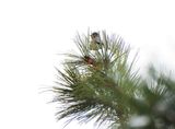 TOWNSED`S SOLITAIRE . ELK MEADOW COTTAGE . PARK . ARIZONA . USA . 17.3.24.jpg