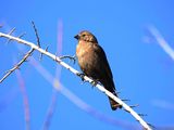 VARIED BUNTING . THE RIPARIAN PRESERVE . GILBERT . ARIZONA . USA . 25.3.24..jpg