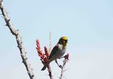 VERDIN . BOOTHILL CEMETERY . TOMBSTONE . ARIZONA . USA . 22.3.24.jpg