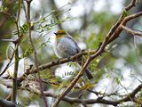 VERDIN . LAYTON LAKES PARK . GILBERT . ARIZONA . U.S.A . 15 . 3 . 24.jpg