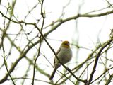 VERDIN . LAYTON LAKES PARK . GILBERT . ARIZONA . USA . 24.3.24.jpg