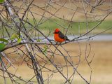 VERMILION FLYCATCHER . LAYTON LAKES PARK . GILBERT . ARIZONA . USA . 26.3.24.jpg