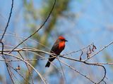 VERMILION FLYCATCHER . SWEETWATER . TUCSON . ARIZONA . USA . 19.3.24.jpg
