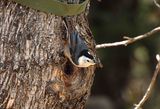 WHITE-BREASTED NUTHATCH . THE SANTA RITA LODGE . ARIZONA . USA . 18.3.24.jpg