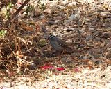 WHITE-CROWNED SPARROW . LAYTON LAKES PARK . GILBERT . ARIZONA . USA . 26.3.24.jpg