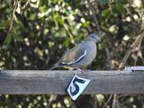 WHITE-WINGED DOVE . THE SANTA RITA LODGE . ARIZONA . USA . 19.3.24.jpg