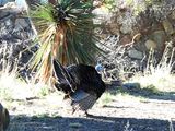 WILD TURKEY . THE SANTA RITA LODGE . ARIZONA . USA . 19.3.24.jpg
