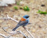 YELLOW-EYED JUNCO . THE SANTA RITA LODGE . ARIZONA . USA . 18.3.24 ..jpg