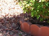 CACTUS WREN . PARADISE PEAK WEST . ARIZONA . USA . 20.3.24.jpg
