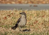 NORTHERN MOCKINGBIRD . LAYTON LAKES PARK . GILBERT . ARIZONA . USA . 20.3.24.jpg