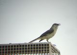 NORTHERN MOCKINGBIRD . LA QUINTA . CALIFORNIA . USA . 15 . 7 . 2009.JPG