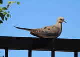 MOURNING DOVE . COOLY STATION . GILBERT . ARIZONA . USA . 21.3.24.jpg
