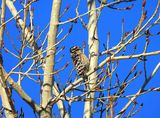 LADDER-BACKED WOODPECKER . LAYTON LAKES PARK . GILBERT . ARIZONA . USA . 20.3.24.jpg