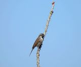 BLACK-THROATED SPARROW . BOOTHILL CEMETERY . TOMBSTONE . ARIZONA . USA . 22.3.n24.jpg