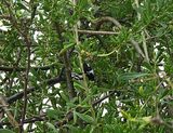 BLACK-THROATED GRAY WARBLER . THE RIPARIAN PRESERVE . GILBERT . ARIZONA . USA . 23.3.24 ..jpg