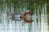 GARGANEY . THE EXMINSTER MARSHES . DEVON . 4 / 5 / 2024