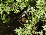 WATER VOLE ( ARVICOLA TERRESTRIS ) . GREYLAKE RSPB . SOMERSET . 10/5/24