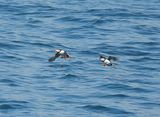 ATLANTIC PUFFIN . LUNDY ISLAND . DEVON . 12 / 5 / 2024