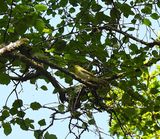 WOOD WARBLER . VENFORD RESERVOIR . DEVON . 21/5/24