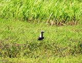 AMERICAN GOLDEN PLOVER . TELHAM MOOR . SOMERSET . ENGLAND . 5 / 6 / 2024