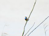 BLUETHROAT , SLIMBRIDGE , GLOUCESTERSHIRE , ENGLAND , 5 / 6 / 2024