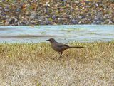 CURVE-BILLED THRASHER . LAYTON LAKES PARK . GILBERT . ARIZONA . U.S.A . 15 . 3 . 24.jpg