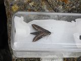 SILVER-STRIPED HAWKMOTH . PORTLAND OBS . DORSET . 29 . 10 . 2024.jpg