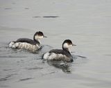 BLACK-NECKED GREBE . CHEDDDAR RESERVOIR . SOMERSET . 14/1/25