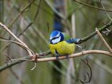 BLUE TIT . HAM WALL . SOMERSET . 29/1/25