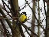 GREAT TIT . HAM WALL . SOMERSET . 29/1/25