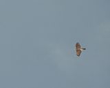 GOSHAWK . Nr IDE . DEVON . 31/1/25