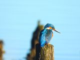 COMMON KINGFISHER . TURF LOCKS . DEVON . 2/1/25