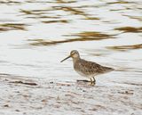 LONG-BILLED DOWITCHER . TURF LOCKS . DEVON . 25/1/25