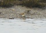LEAST SANDPIPER . STEART MARSHES . SOMERSET . 14/1/25